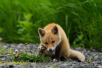 お花をカミカミしている子ぎつね