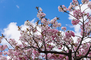 桜