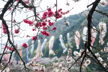 日本一の桃源郷 川沿いに赤白ピンクの3色の花が咲き誇る圧巻な花桃と泳ぐ鯉のぼり