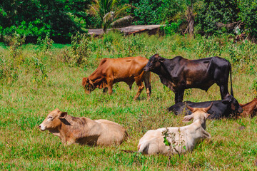 A group of cows standing, watching in the green field with sun.