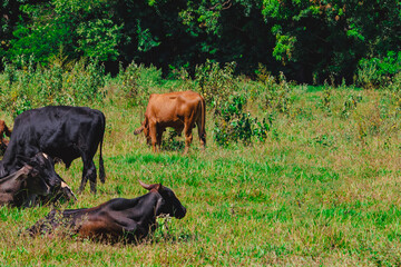 A group of cows standing, watching in the green field with sun.