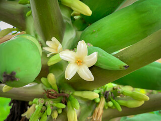 Obraz premium Close-up papaya flower, White yellow small plant nature leaf, flora freshness.