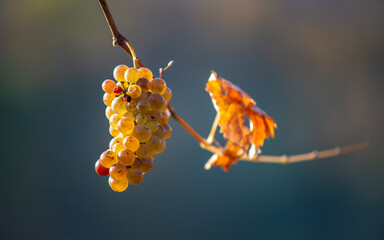 Green grapes with drops on the vine ready for harvest.