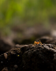 ant on the ground
