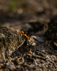 ants on the ground