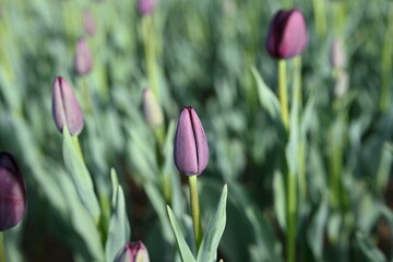 Velvet dark red tulip, tulips amcro shot, close-up, bud flowers 