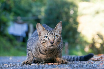 身を屈めて、獲物を狙う野良猫