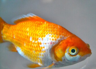 Fish © mik7_1992