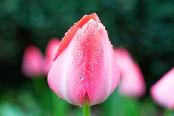 Tulpe-1