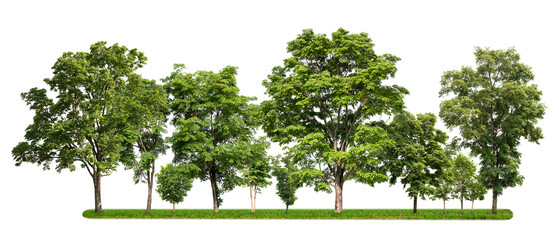 group of tree with green grass isolate on white background