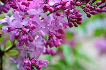 ライラック　春の庭木・花木