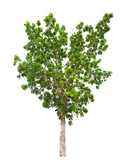 Tree isolated on white background, With Clipping path.