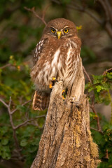 The austral pygmy owl, Glaucidium nana, in Patagonia Torres del Paine National park, native from Argentina and Chili. High quality photo