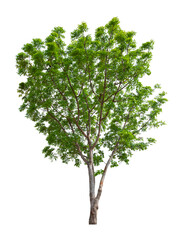 Obraz premium Tree isolated on white background, With Clipping path.