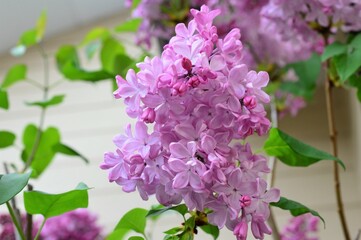 ライラック　（リラ）（紫丁香花）