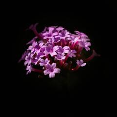 Fototapeta na wymiar Pink Spanish Valerian Blooms