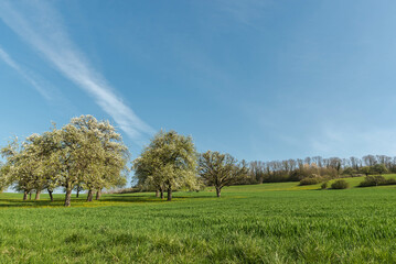 Fototapeta na wymiar Blooming pear trees on a meadow orchard near Hilzingen in Hegau, Baden-Wuerttemberg, Germany