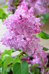 紫丁香花　ライラック