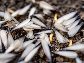 colony of ants with wings preparing to migrate