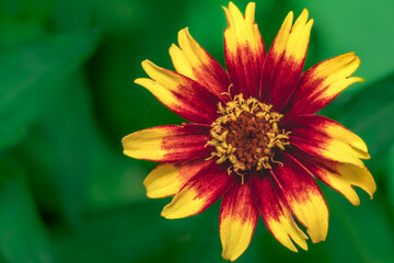 Close-up of a Yellow and red Flower with a green Background