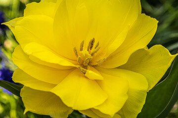 Close-up of a Yellow Flower