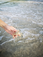 Fototapeta na wymiar Crab in hand