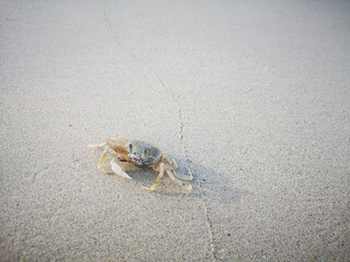 crab on the beach