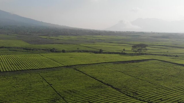morning view of kerinci mountain with tea farm arround