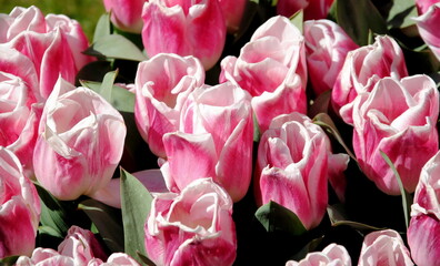 Tulip Festival Amsterdam April 2022: close up of pink and white tulips