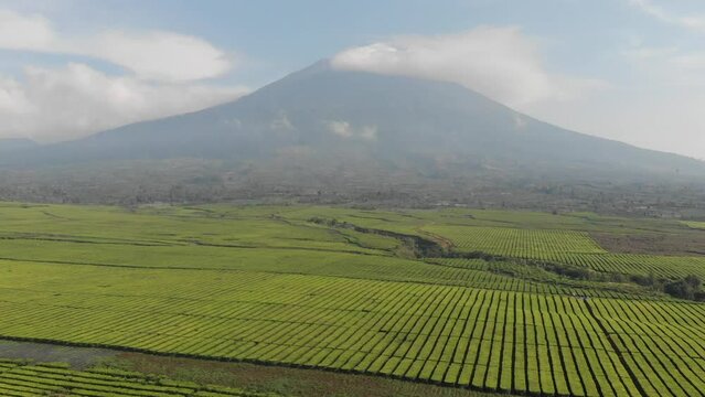 morning view of kerinci mountain with tea farm arround