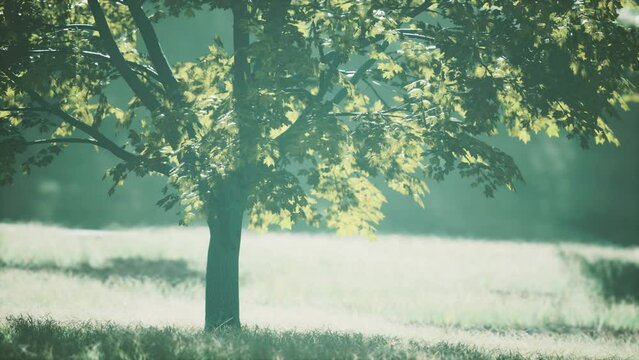 The green mapple leaves in the summer