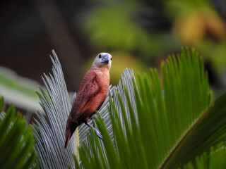red winged macaw
