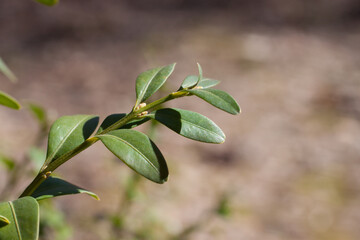 Macrophotography of boxwood branches on a natural background