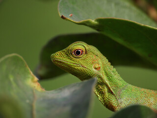 green lizard on a branch