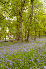 Silent green woodland glades in spring, full of trees with moss-covered trunks and branches, and grounds draped with incredibly beautiful flowers of the species Hyacinthoides non-scripta, or Bluebell,