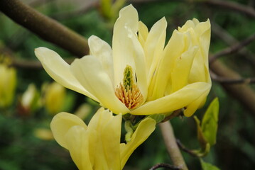 Close up of a buttery yellow Magnolia flower