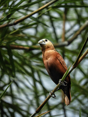 red winged blackbird