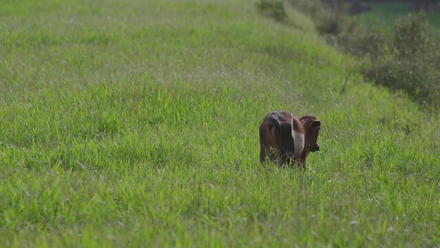 Cow on the beautiful meadow. Cow grazing on green grass field. Cattle looking at the camera in a sunny day. Cow on livestock farming. Brown cow walking on grass field