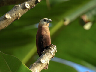 red billed hornbill