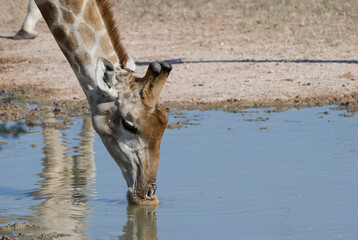 Giraffe ( Giraffa camelopardalis) Kgalagadi Tronsfrontier  Park, South Africa