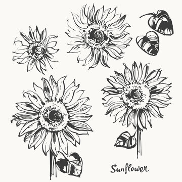 Hand drawn ink sunflower sketch