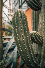 close up of cactus