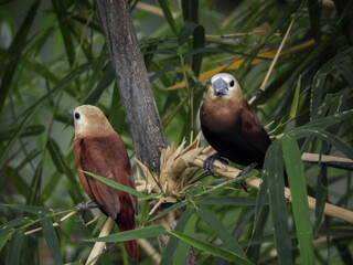 red and yellow macaw
