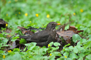 Starling (female) on a background of wild yellow flowers buttercups and spring greenery. Wild birds outdoors photo.
