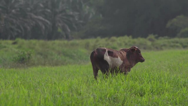 Cow on the beautiful meadow. Cow grazing on green grass field. Cattle looking at the camera in a sunny day. Cow on livestock farming. Brown cow walking on grass field