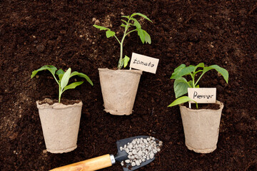 Top view of the biodegradable seedling containers and the seedlings themselves against the background of the soil