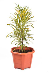 Fototapeta premium Green and yellow houseplant for decoration isolated on white.