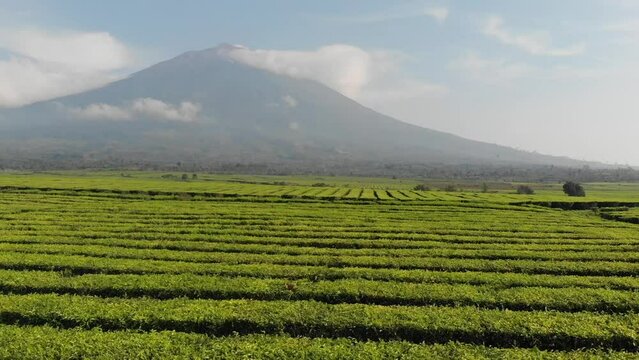 morning view of kerinci mountain with tea farm arround