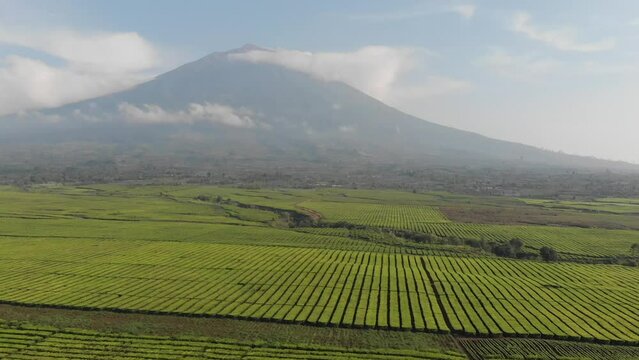 morning view of kerinci mountain with tea farm arround