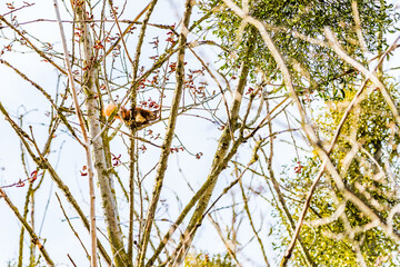 Red squirrel sitting in a tree and looks down